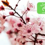 Cherry Blossom