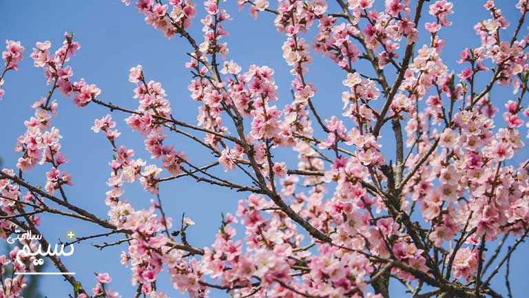 Cherry Blossom
