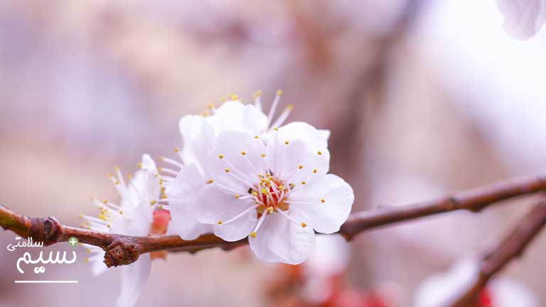 شکوفه گیلاس