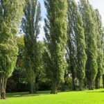 افزایش قطر تنه درخت صنوبر