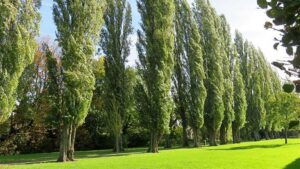 افزایش قطر تنه درخت صنوبر