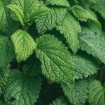 اثرات درمانی بادرنجبویه